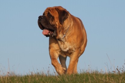 Mastiff Don Theo von der Villa Graf Mastiff Don Theo von der Villa Graf