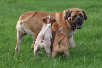 Mastiff Don Theo von der Villa Graf Mastiff Don Theo von der Villa Graf
