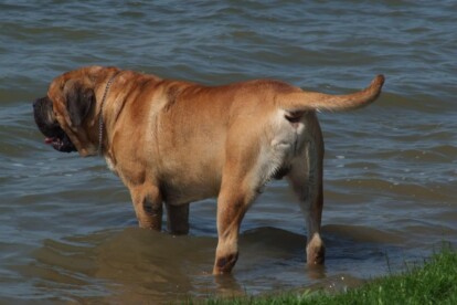 Mastiff Don Theo von der Villa Graf Mastiff Don Theo von der Villa Graf