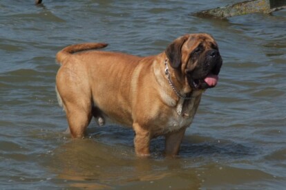 Mastiff Don Theo von der Villa Graf Mastiff Don Theo von der Villa Graf