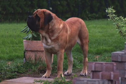 Mastiff Don Theo von der Villa Graf Mastiff Don Theo von der Villa Graf