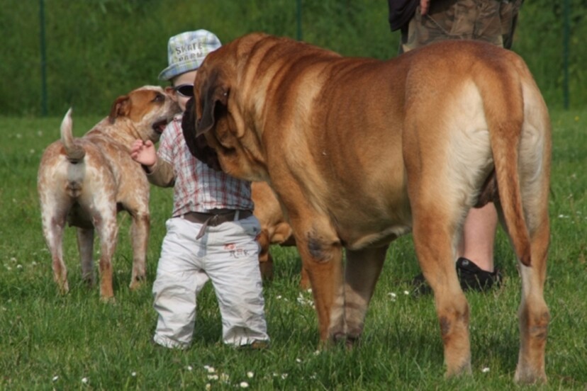Mastiff Don Theo von der Villa Graf Mastiff Don Theo von der Villa Graf