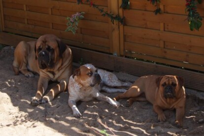 Mastiff Don Theo von der Villa Graf Mastiff Don Theo von der Villa Graf