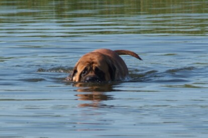 Mastiff Don Theo von der Villa Graf Mastiff Don Theo von der Villa Graf