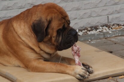 Mastiff Don Theo von der Villa Graf Mastiff Don Theo von der Villa Graf