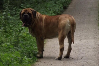 Mastiff Don Theo von der Villa Graf Mastiff Don Theo von der Villa Graf