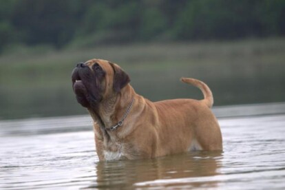 Mastiff Don Theo von der Villa Graf Mastiff Don Theo von der Villa Graf