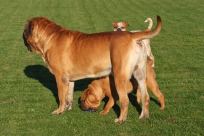 Mastiff Don Theo von der Villa Graf Mastiff Don Theo von der Villa Graf