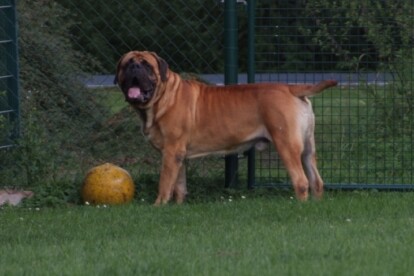Mastiff Don Theo von der Villa Graf Mastiff Don Theo von der Villa Graf
