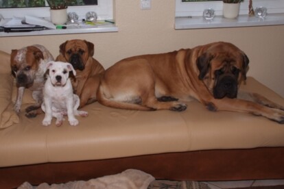 Mastiff Don Theo von der Villa Graf Mastiff Don Theo von der Villa Graf