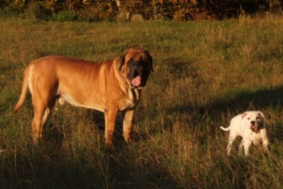 Mastiff Don Theo von der Villa Graf Mastiff Don Theo von der Villa Graf