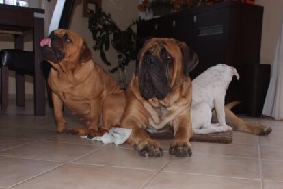 Mastiff Don Theo von der Villa Graf Mastiff Don Theo von der Villa Graf