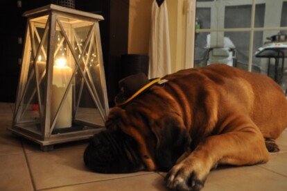 Mastiff Don Theo von der Villa Graf Mastiff Don Theo von der Villa Graf