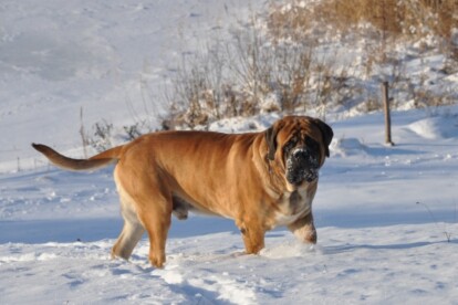 Mastiff Don Theo von der Villa Graf Mastiff Don Theo von der Villa Graf