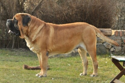 Mastiff Don Theo von der Villa Graf Mastiff Don Theo von der Villa Graf