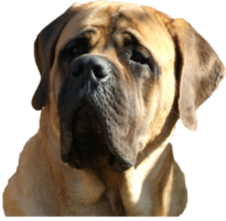 Mastiff Don Theo von der Villa Graf Mastiff Don Theo von der Villa Graf