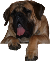 Mastiff Don Theo von der Villa Graf Mastiff Don Theo von der Villa Graf