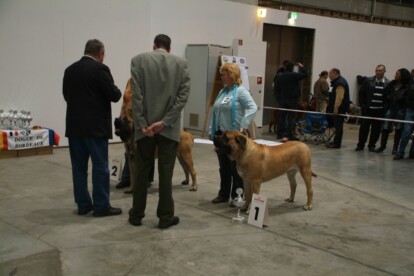 Mastiff Don Theo von der Villa Graf Mastiff Don Theo von der Villa Graf