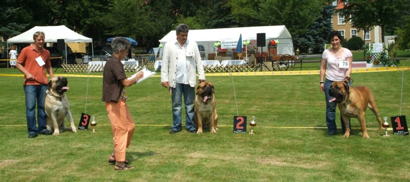 Mastiff Don Theo von der Villa Graf Mastiff Don Theo von der Villa Graf