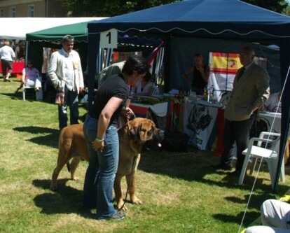 Mastiff Don Theo von der Villa Graf Mastiff Don Theo von der Villa Graf