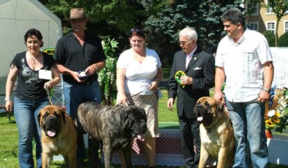 Mastiff Don Theo von der Villa Graf Mastiff Don Theo von der Villa Graf
