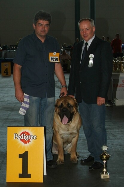 Mastiff Don Theo von der Villa Graf Mastiff Don Theo von der Villa Graf