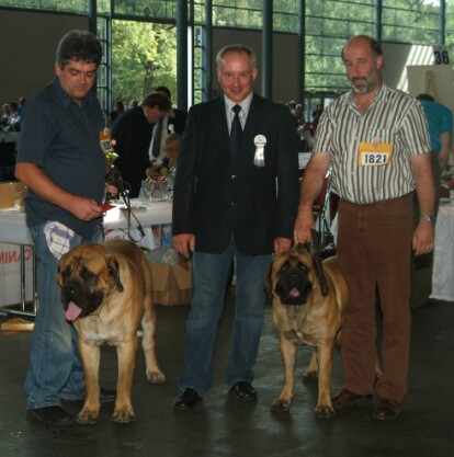 Mastiff Don Theo von der Villa Graf Mastiff Don Theo von der Villa Graf