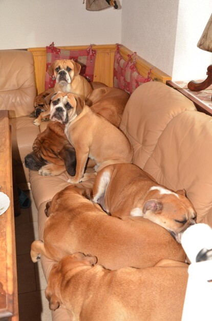 Mastiff Don Theo von der Villa Graf Mastiff Don Theo von der Villa Graf