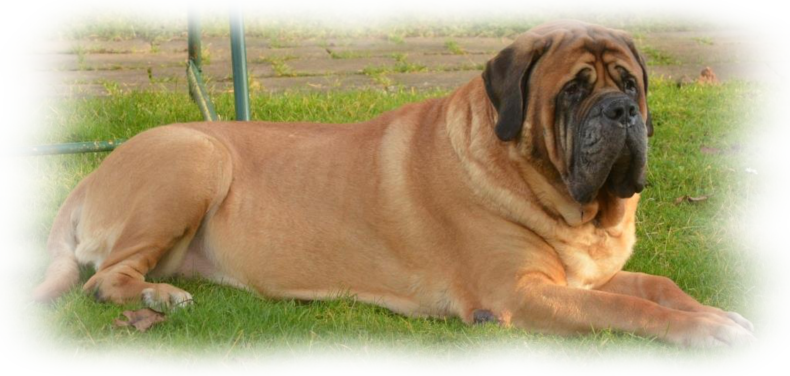 Mastiff Don Theo von der Villa Graf Mastiff Don Theo von der Villa Graf