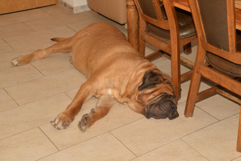 Mastiff Don Theo von der Villa Graf Mastiff Don Theo von der Villa Graf