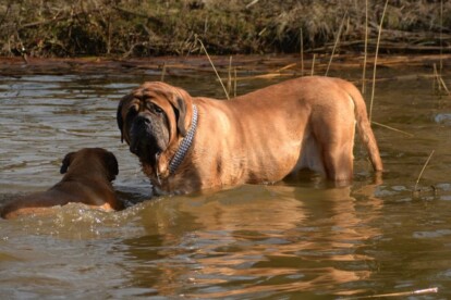 Mastiff Don Theo von der Villa Graf Mastiff Don Theo von der Villa Graf