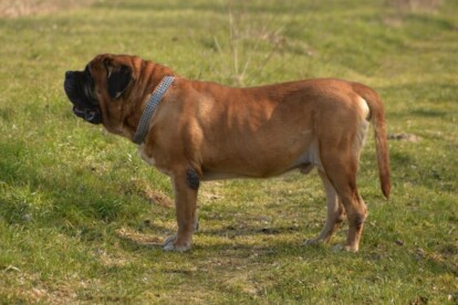 Mastiff Don Theo von der Villa Graf Mastiff Don Theo von der Villa Graf