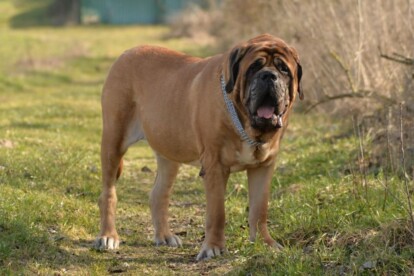 Mastiff Don Theo von der Villa Graf Mastiff Don Theo von der Villa Graf