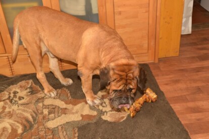 Mastiff Don Theo von der Villa Graf Mastiff Don Theo von der Villa Graf