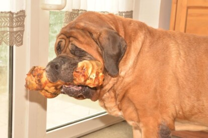 Mastiff Don Theo von der Villa Graf Mastiff Don Theo von der Villa Graf