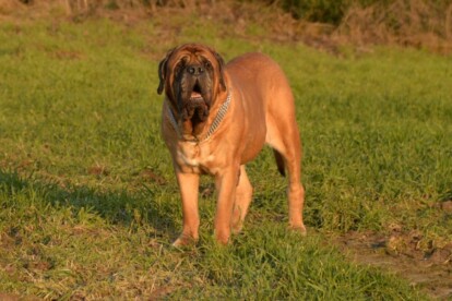 Mastiff Don Theo von der Villa Graf Mastiff Don Theo von der Villa Graf