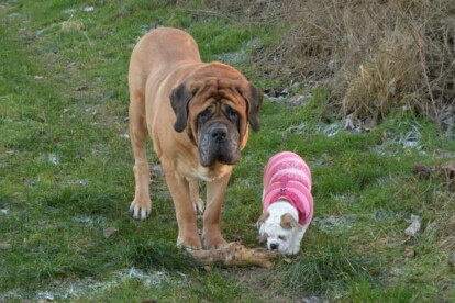 Mastiff Don Theo von der Villa Graf Mastiff Don Theo von der Villa Graf