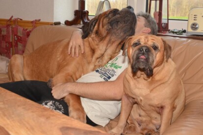 Mastiff Don Theo von der Villa Graf Mastiff Don Theo von der Villa Graf