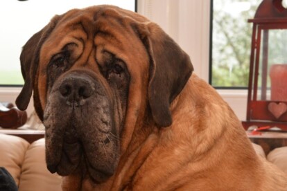 Mastiff Don Theo von der Villa Graf Mastiff Don Theo von der Villa Graf