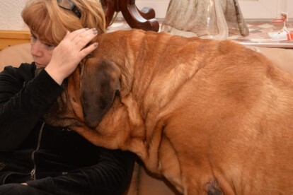Mastiff Don Theo von der Villa Graf Mastiff Don Theo von der Villa Graf