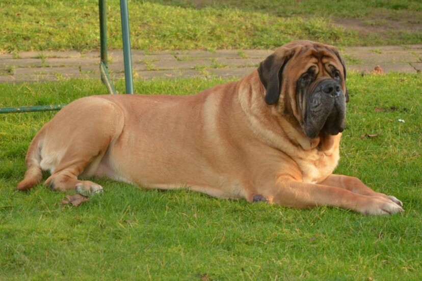 Mastiff Don Theo von der Villa Graf Mastiff Don Theo von der Villa Graf