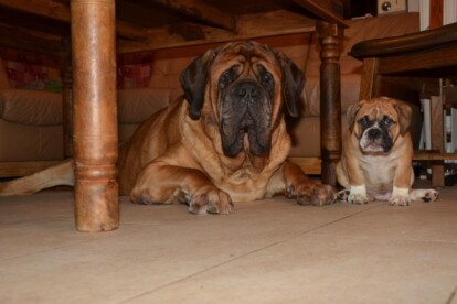 Mastiff Don Theo von der Villa Graf Mastiff Don Theo von der Villa Graf