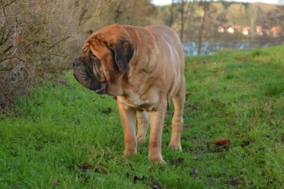 Mastiff Don Theo von der Villa Graf Mastiff Don Theo von der Villa Graf