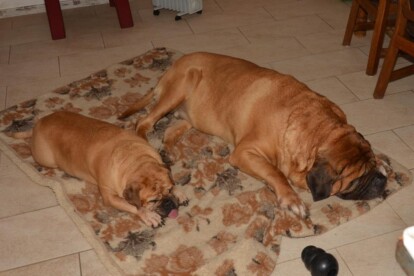 Mastiff Don Theo von der Villa Graf Mastiff Don Theo von der Villa Graf