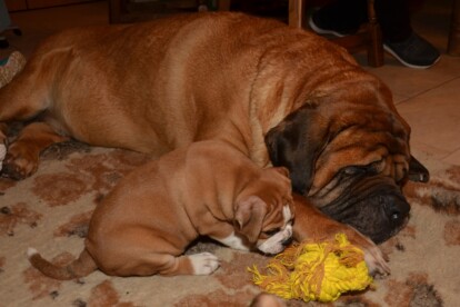 Mastiff Don Theo von der Villa Graf Mastiff Don Theo von der Villa Graf