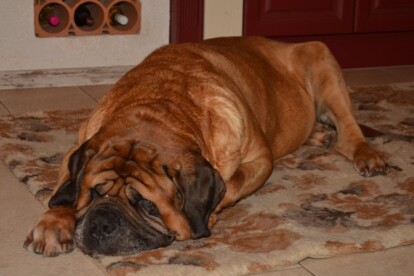Mastiff Don Theo von der Villa Graf Mastiff Don Theo von der Villa Graf