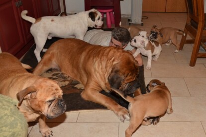 Mastiff Don Theo von der Villa Graf Mastiff Don Theo von der Villa Graf