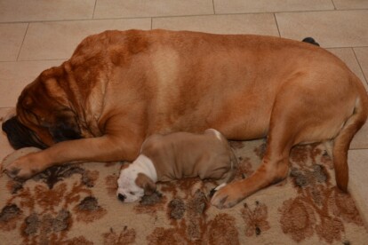 Mastiff Don Theo von der Villa Graf Mastiff Don Theo von der Villa Graf