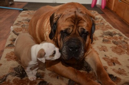 Mastiff Don Theo von der Villa Graf Mastiff Don Theo von der Villa Graf
