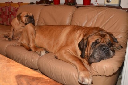 Mastiff Don Theo von der Villa Graf Mastiff Don Theo von der Villa Graf